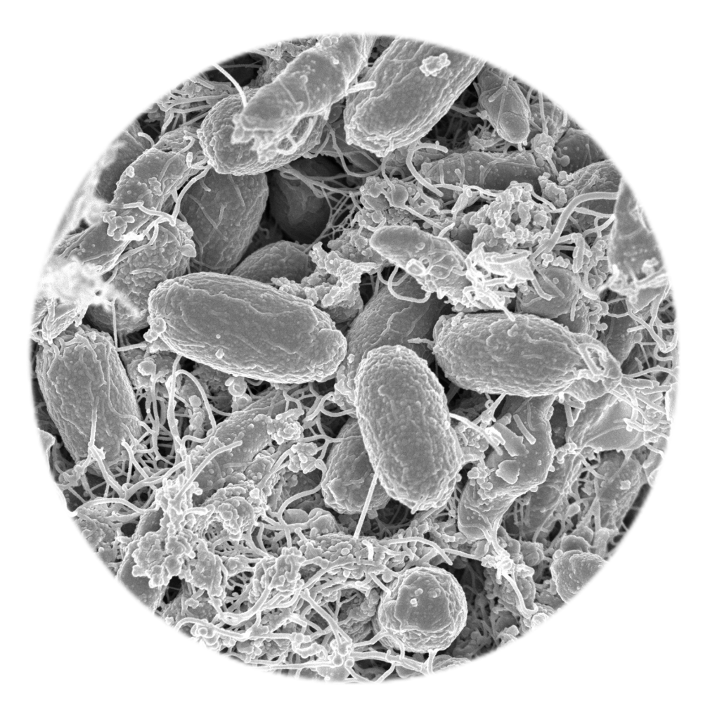 エースバイオプロダクト株式会社&nbsp;長野工場イメージ2